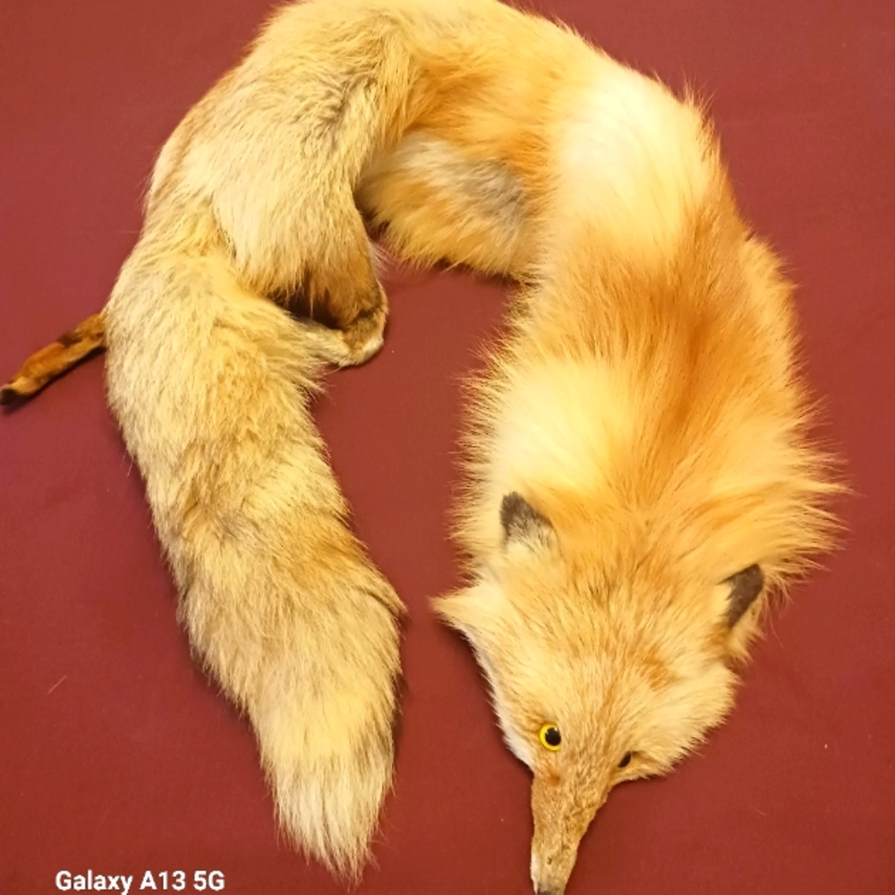 Vintage Fox wrap around neck/shoulder